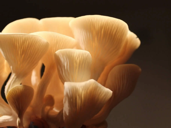 Pourriture sèche et mérules