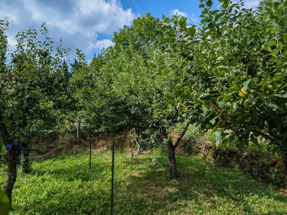 Lush green orchard under a blue sky.