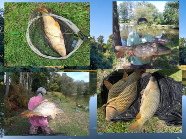 Person displays large carp catches by lake.