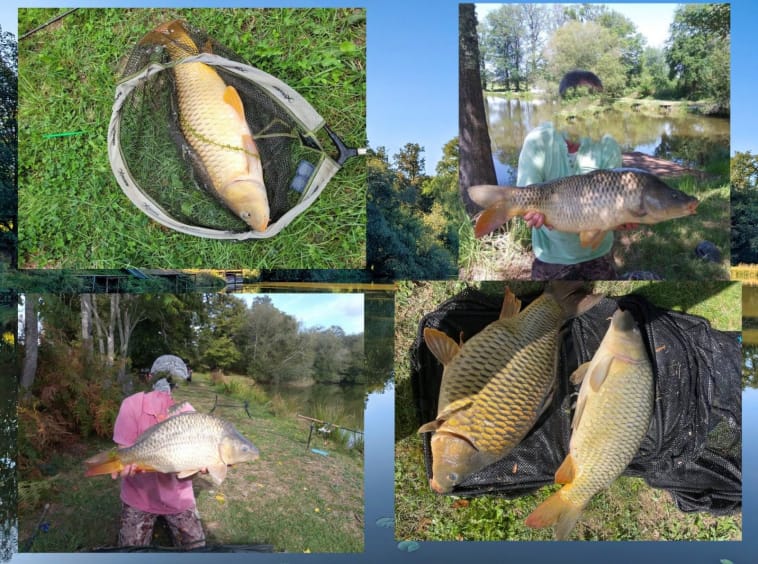 Person displays large carp catches by lake.