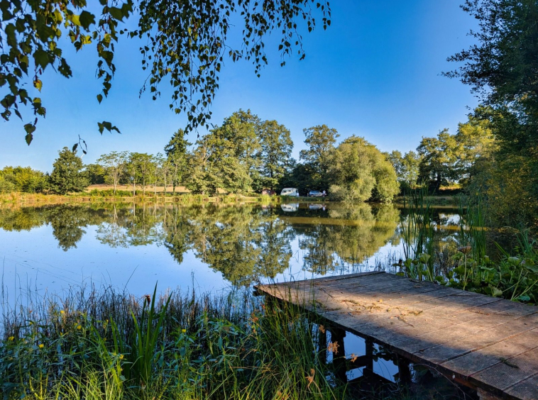 Tranquil lakeside view with trees and blue sky.