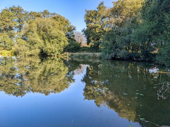 Tranquil pond reflecting trees under blue sky