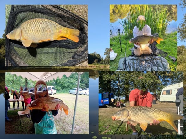 People displaying large carp fish outdoors.