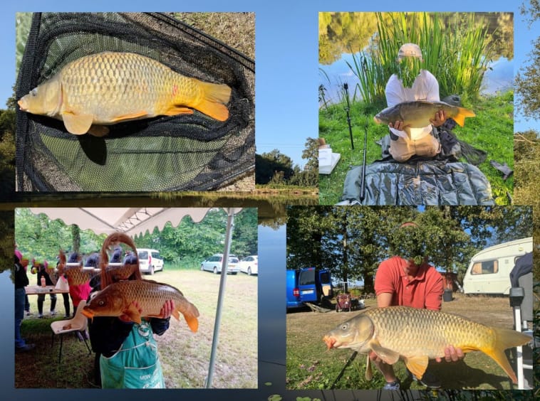 People displaying large carp fish outdoors.